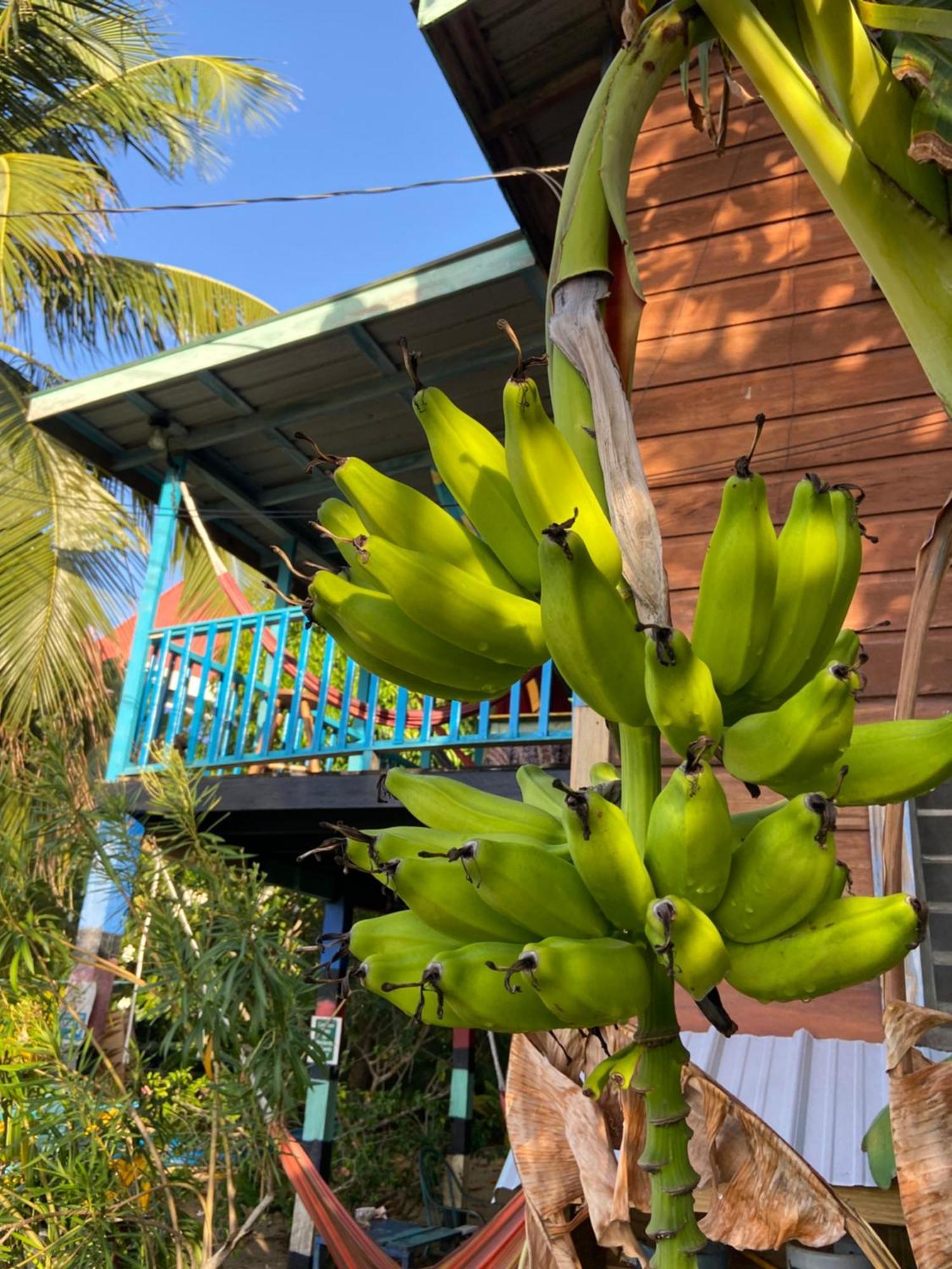 Anda Di Hows Hostel Placencia Exterior foto